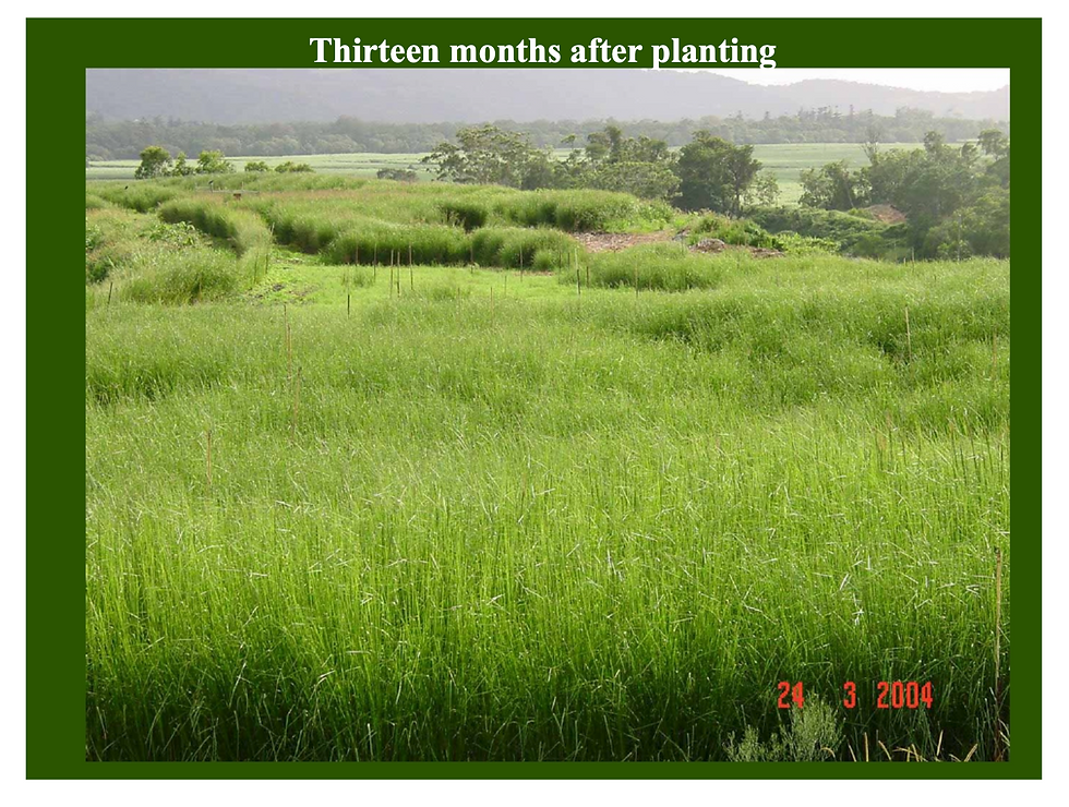 13 Months after planting