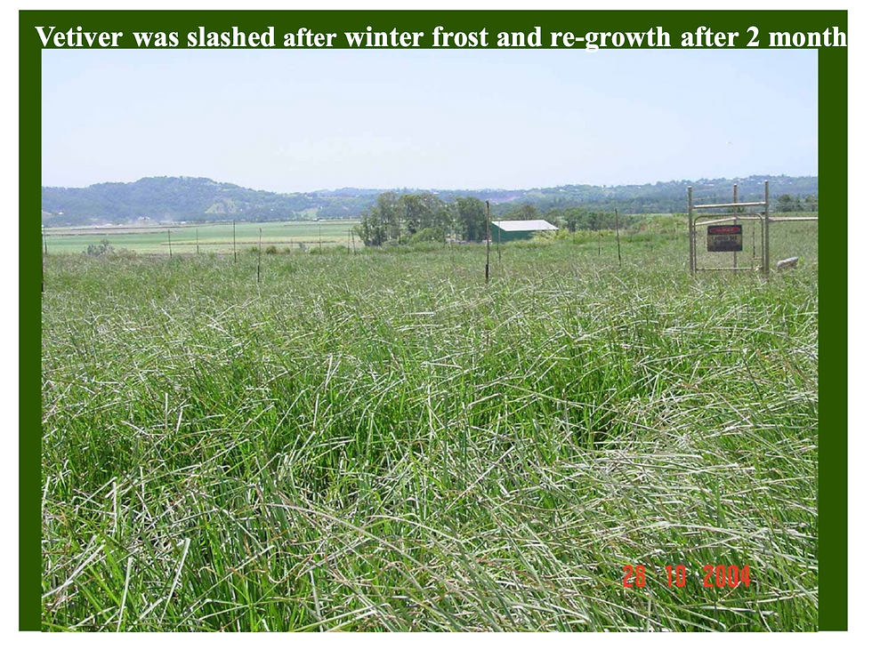 after 2 months of Vetiver Maintenance