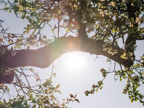 Aries Spring Equinox 20th March 2023