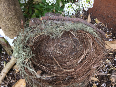 Nesting Birds
