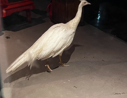 Saint-Lazare's white peacock chase continues.