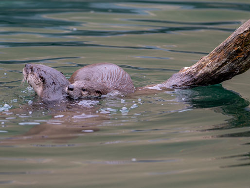 🐾 A Rare and Joyful Arrival at the Ecomuseum Zoo! 🦦