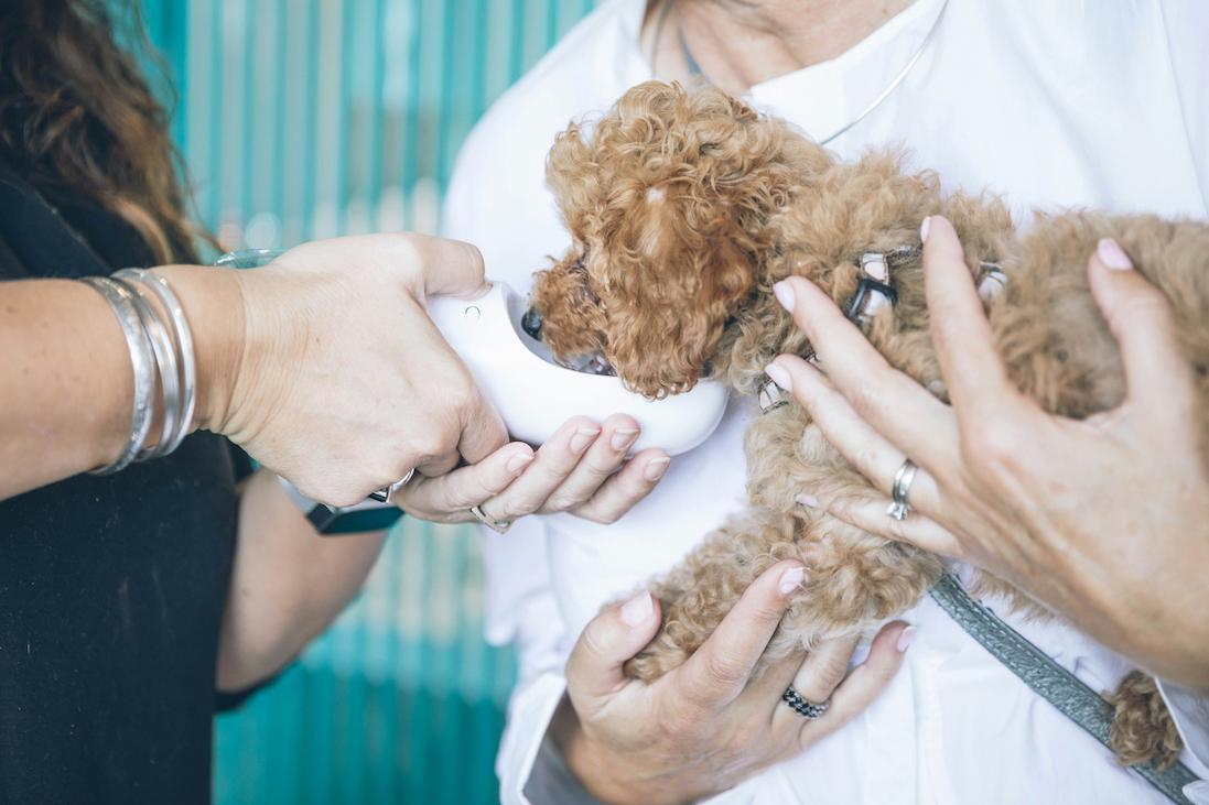 Vet tech tips for clinic workflows and onboarding