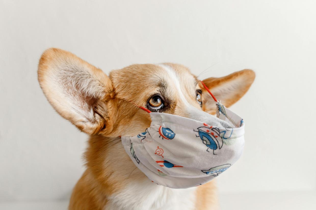 Veterinarian Facts: Key Stats, Trends, and Insights in 2026