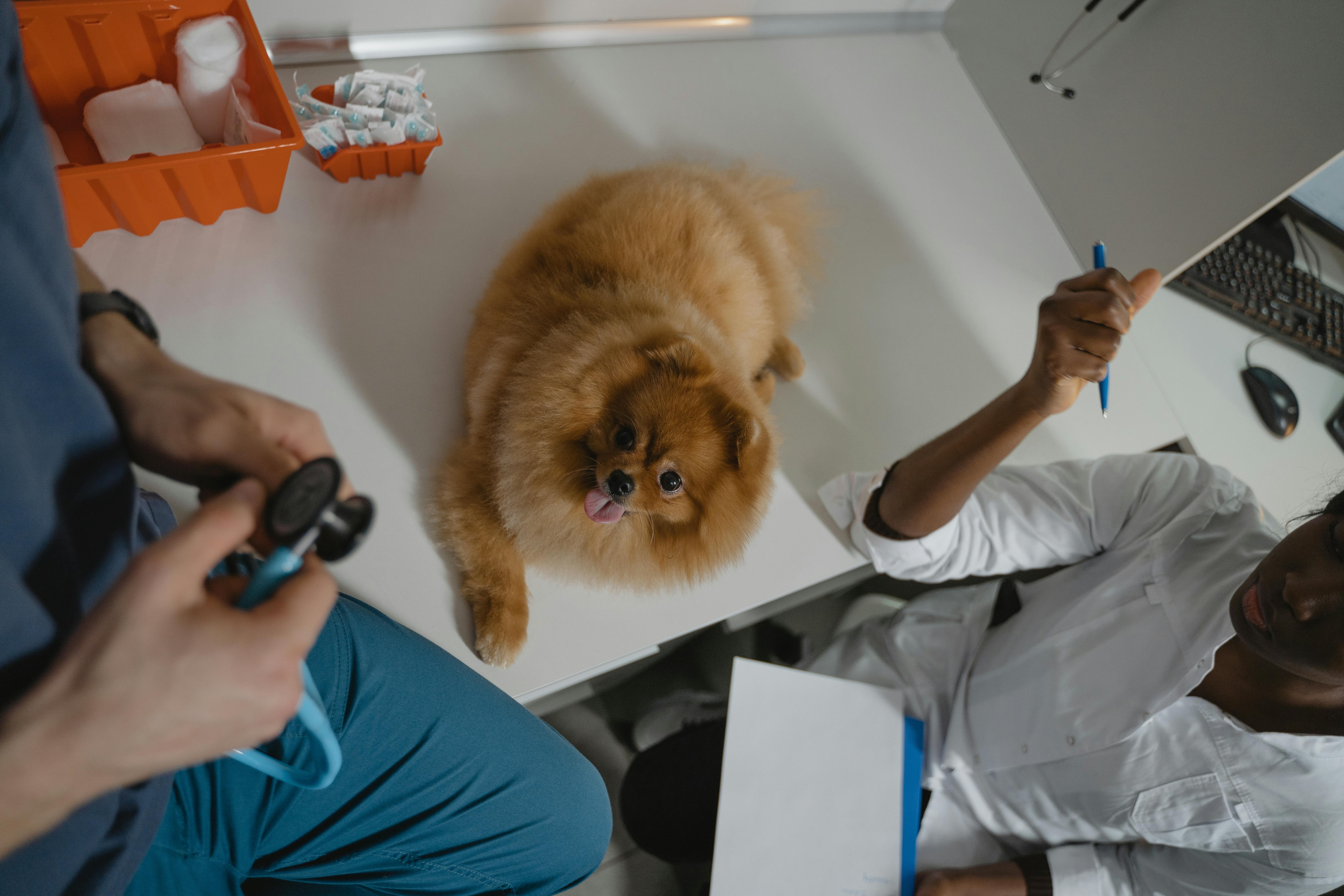 Scribe pricing and alternatives for veterinary specialists