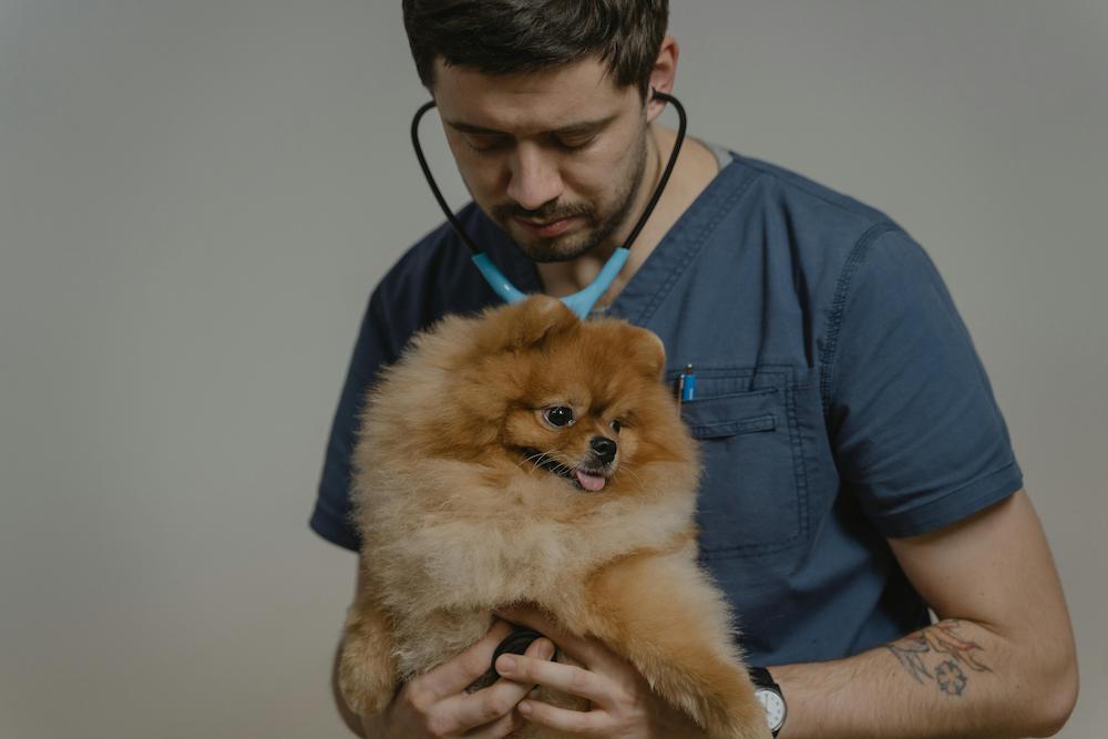 Veterinary Burnout: Causes, Prevention & Tech