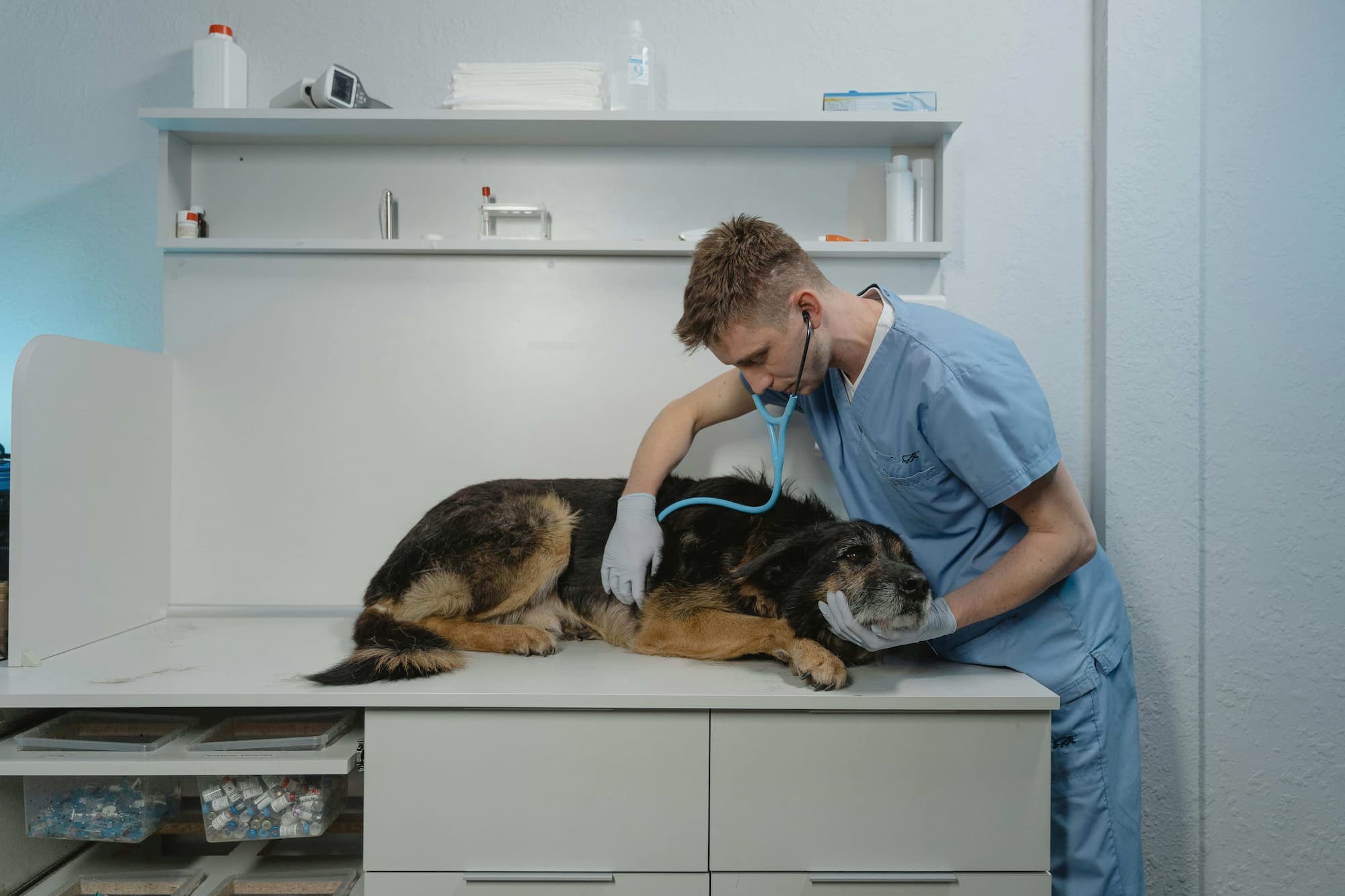 Tips for SOAP Writing (+Veterinary soap template pdf)