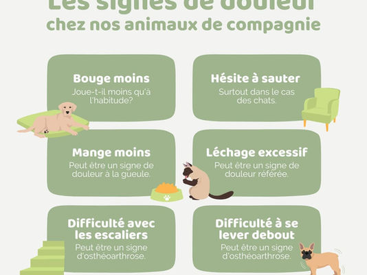 Fiche hospitalisation vétérinaire : Comment rédiger avec exemples