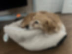 Comfy Soft Quality Pet Bed – Small Size for Dogs & Cats
