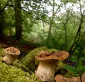 IMG_4721.jpeg