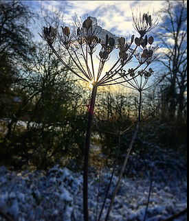 IMG_9980 (1).jpeg
