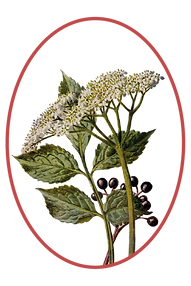 botanical Hiervas-12.png