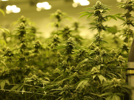 Looking for reasons to get a medical Marijuana Card in California? Here are some!