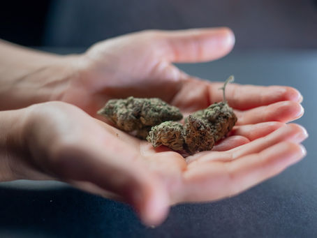 Latest Study Cautions against Feeding Marijuana Buds to Donkeys