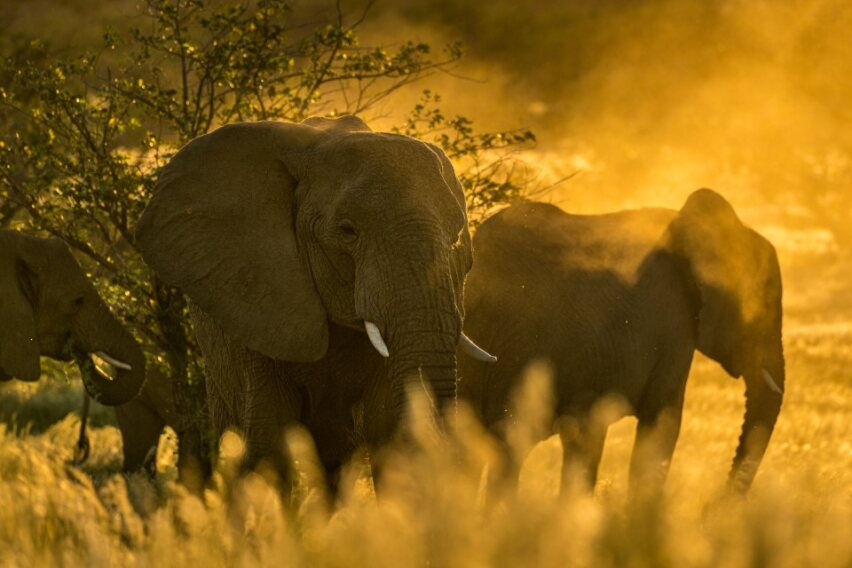 Desert Elephant