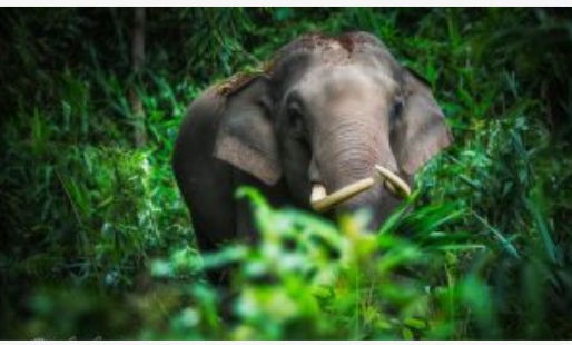 ASIAN ELEPHANT TOURISM AND THE SUSTAINABLE DEVELOPMENT GOALS: THE POTENTIAL IS HUGE.