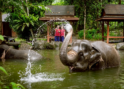 Phang Nga Elephant Park.png
