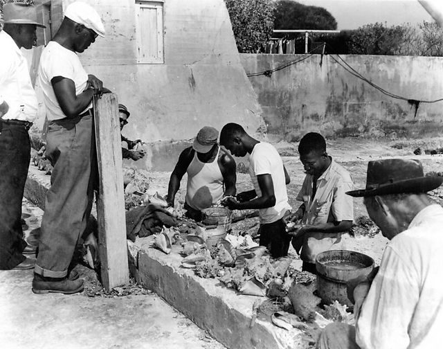 Men cleaning conch on a seawall.