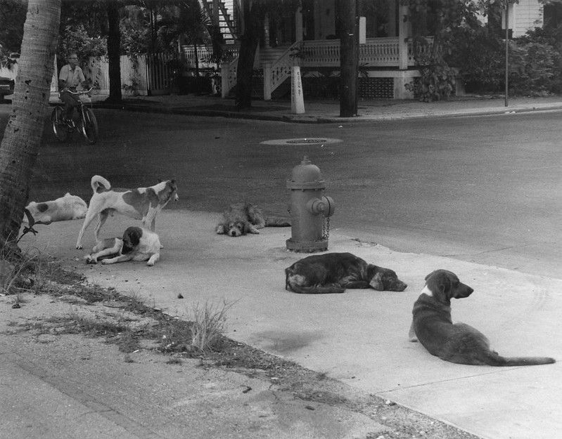 Six dogs on a sidewalk