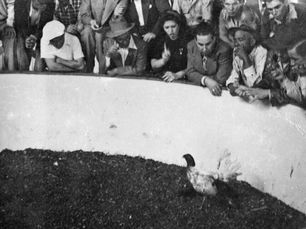 People behind a low concrete wall looking at a rooster