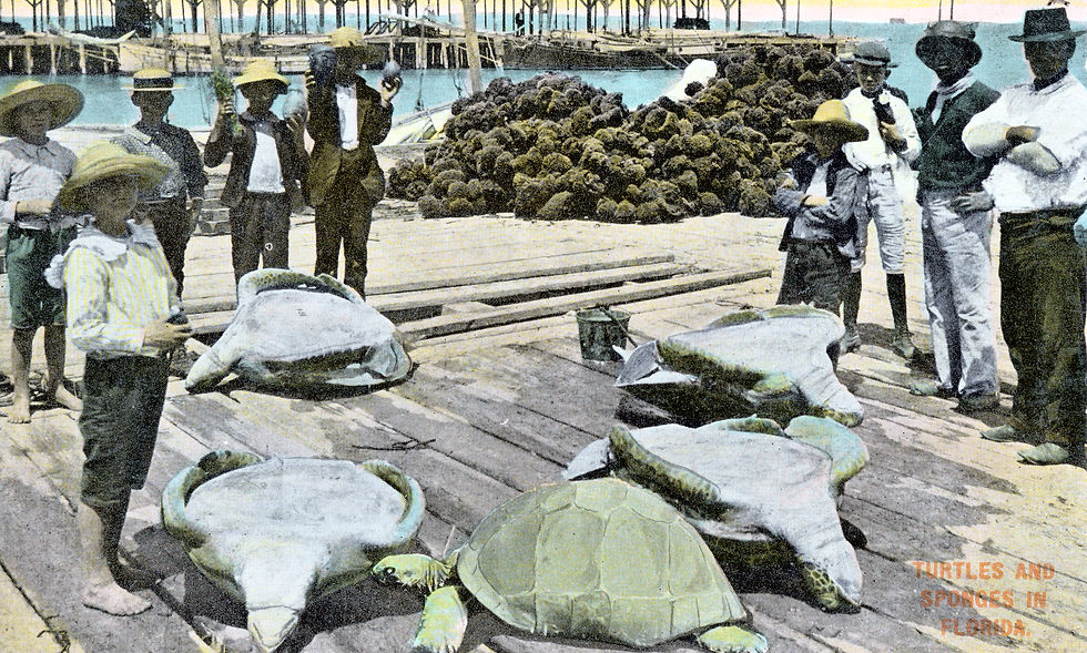A group of people standing on a dock with sea turtles in front of them and piles of sponges behind them.