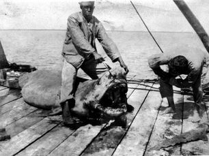 A person sitting on top of a shark, holding its mouth open, while another person looks inside.