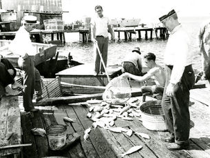 People on a dock where a net of fish is being unloaded.