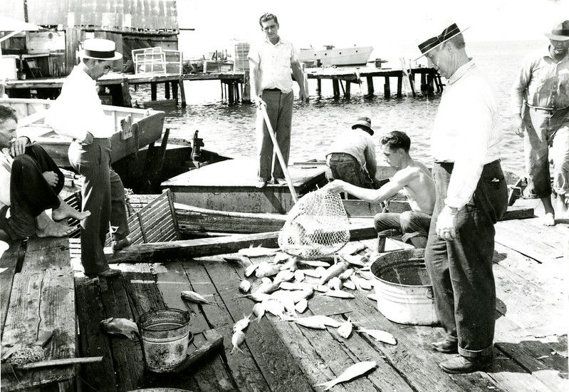 People on a dock where a net of fish is being unloaded.