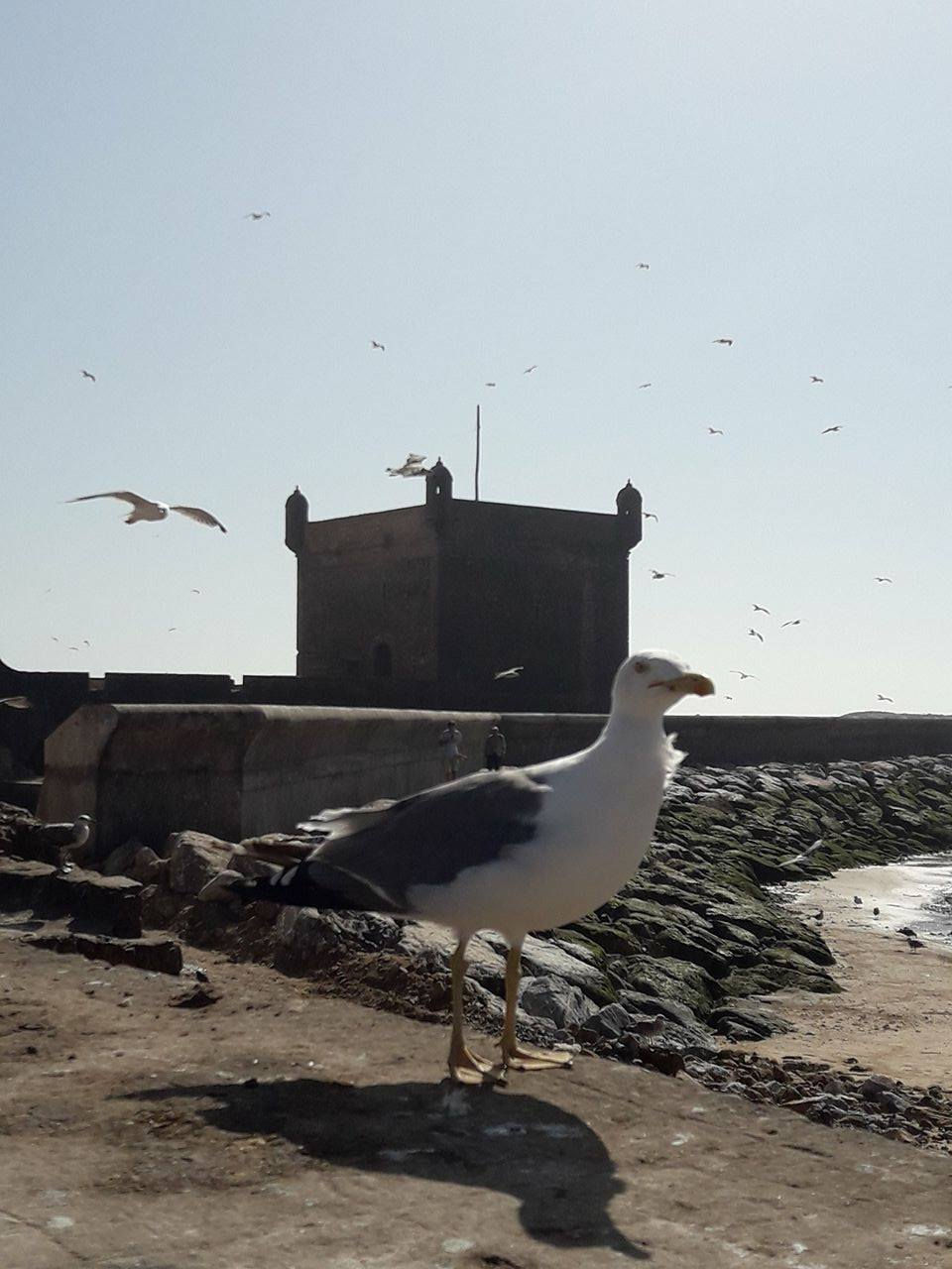 essaouira