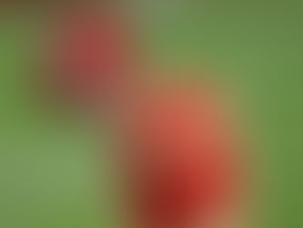 Trouble in the Kingdom?