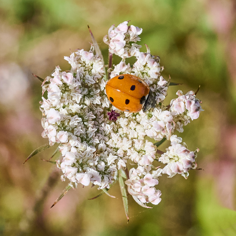A ladybird close up on a flower. 