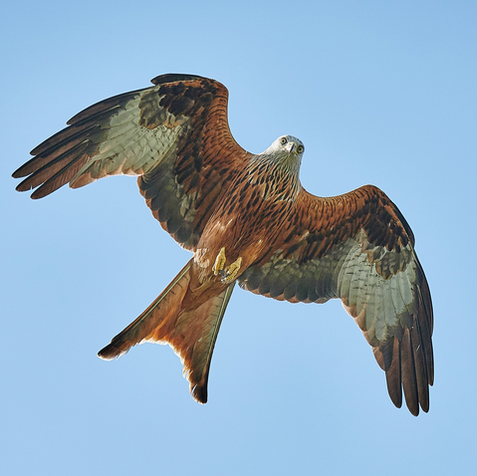 A red kite flying across a blue sky.
