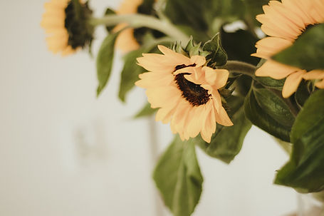 sunflower-4581098_1920_edited.jpg
