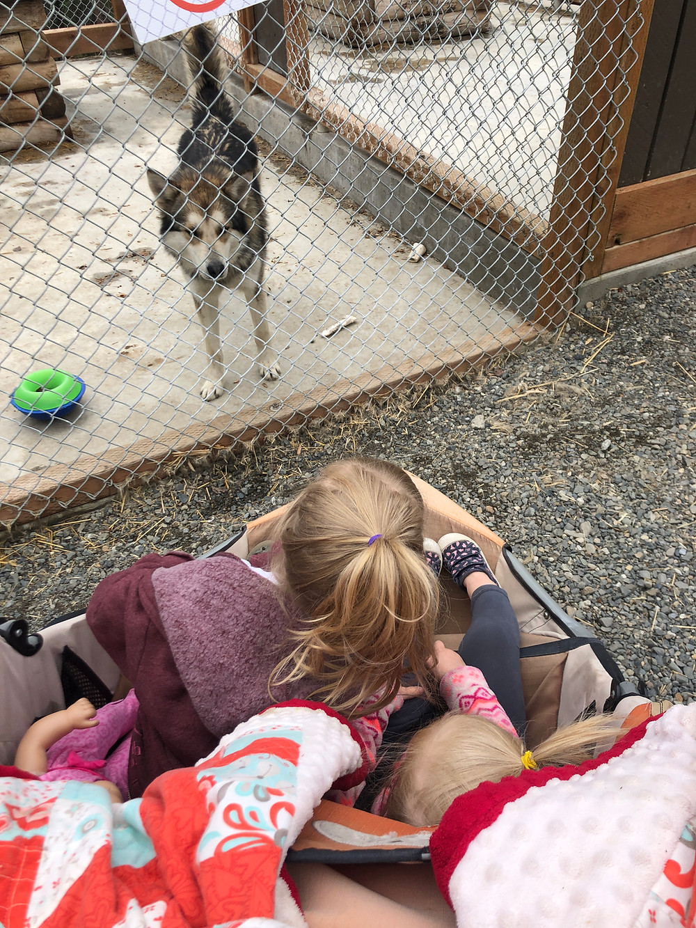 Get up close with Denali's Sled Dogs!