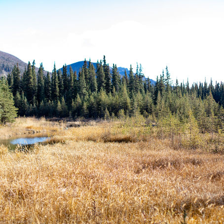 So You're Visiting Denali in October...