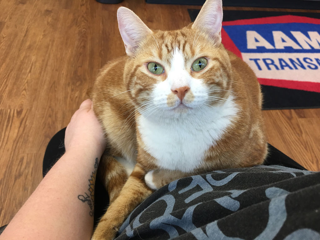 Did You Know Cat Edition