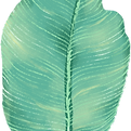 Big feuilles