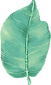 Big Leaf