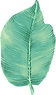 big leaf