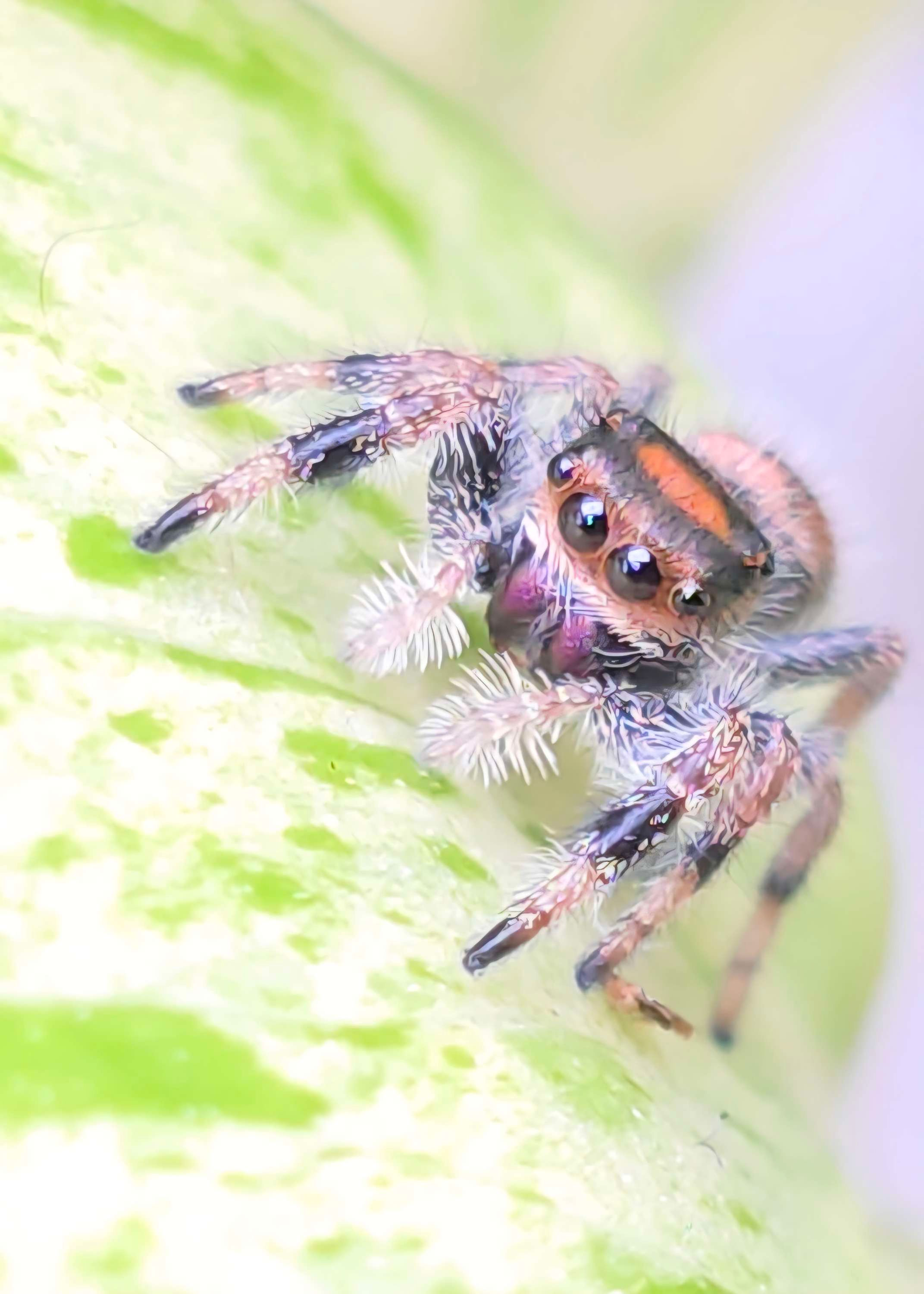 Orange Phase Regal Female Jumping Spider i6 #L10