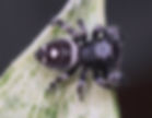 Thumbnail: Light Phase Regal Male Jumping Spider i7 # GL21