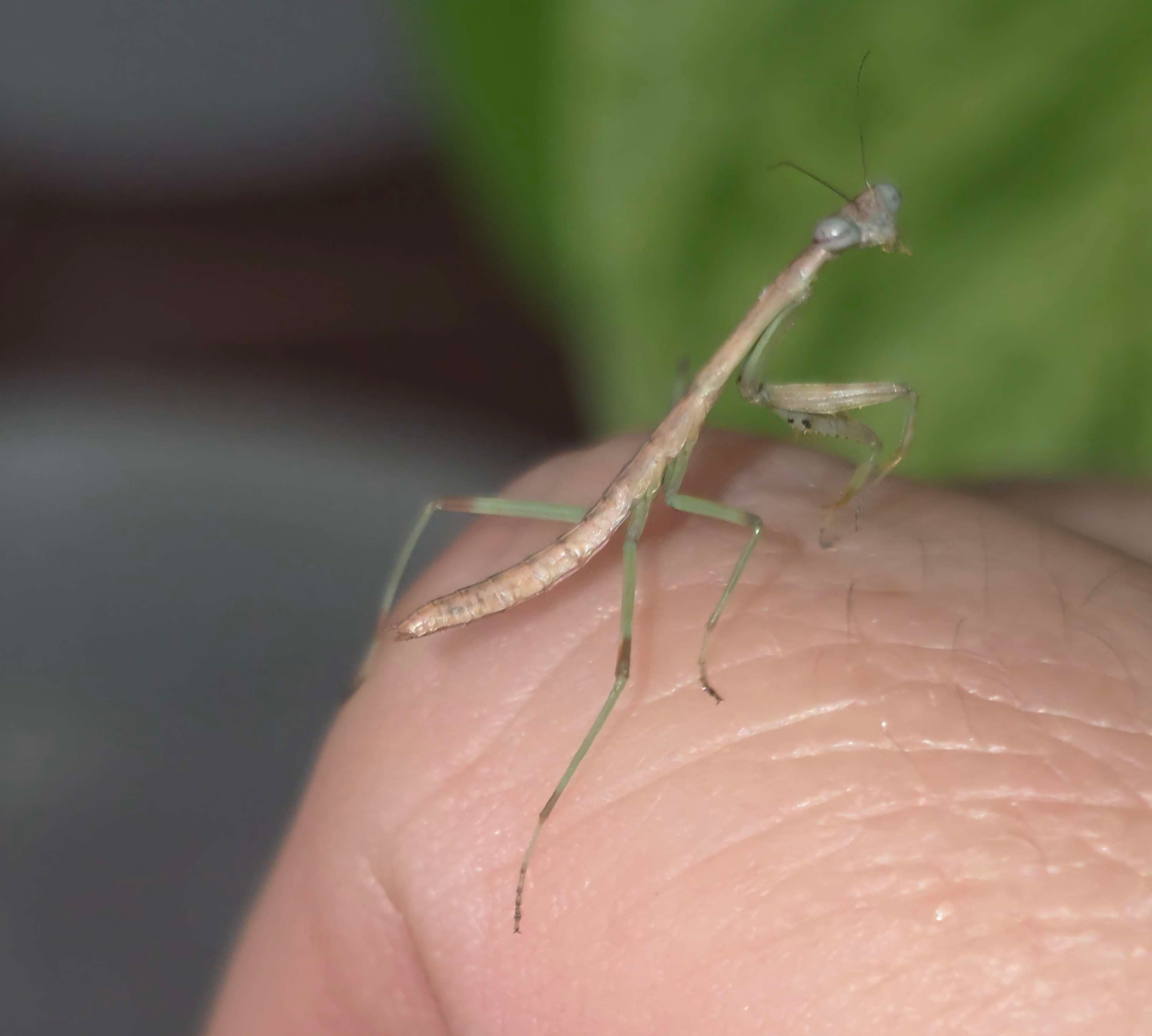 Stagmomantis Carolina Carolina Mantid Nymph Male i3