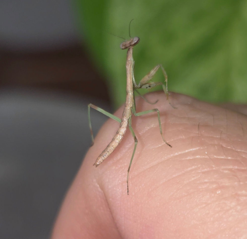 Thumbnail: Stagmomantis Carolina Carolina Mantid Nymph Male  i3 