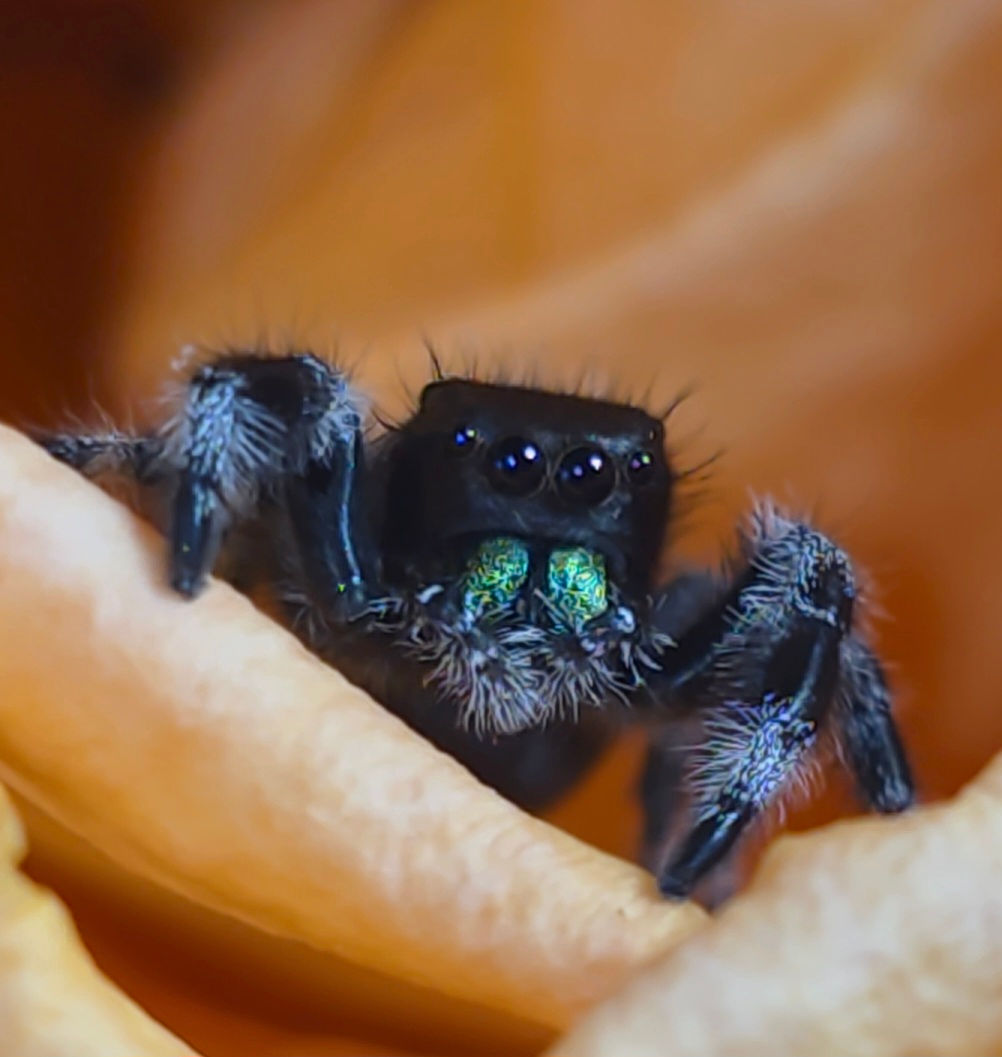 Orange Phase Regal Female Jumping Spider i7 #F37