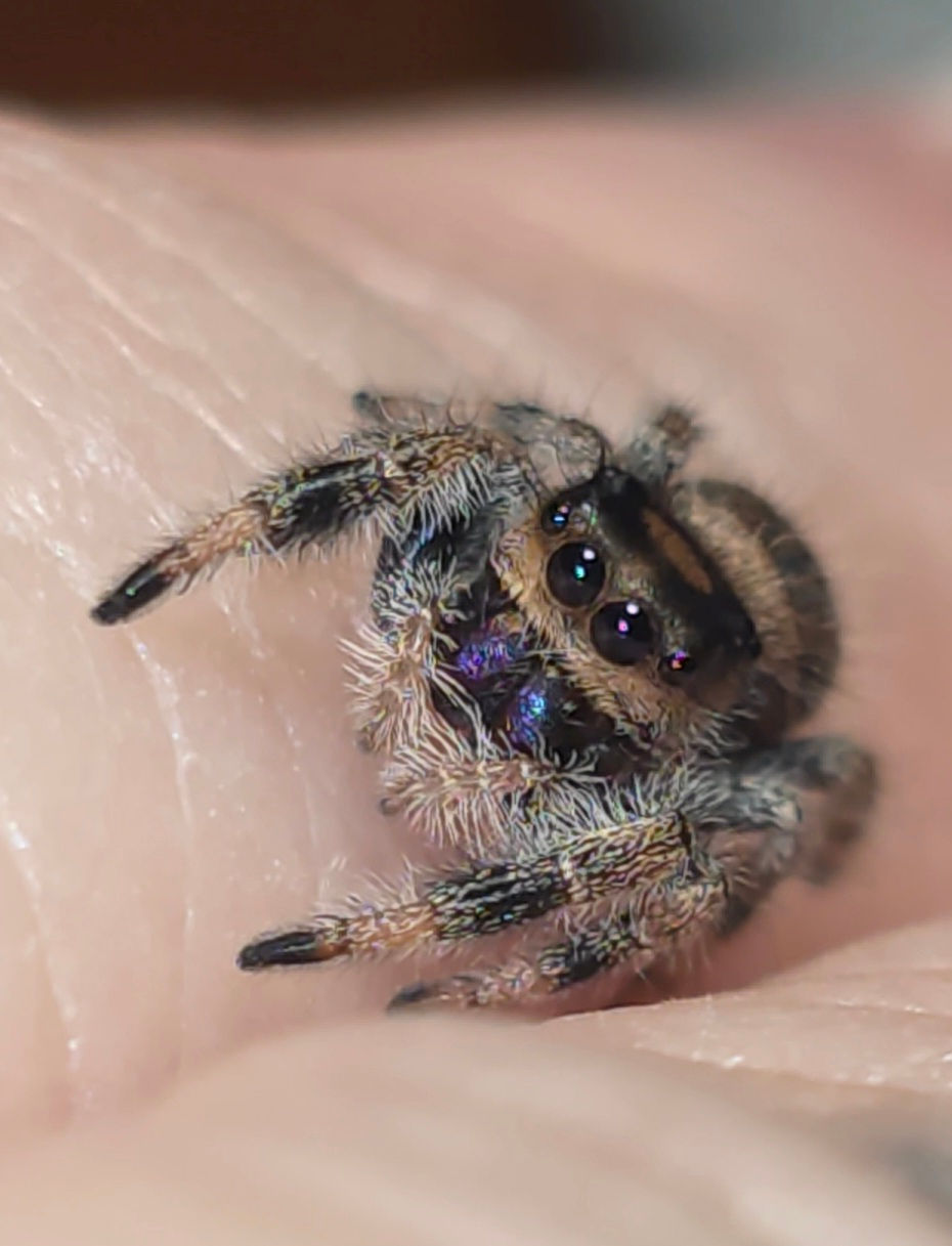 Thumbnail: Peach Regal Female Jumping Spider i6 #P15