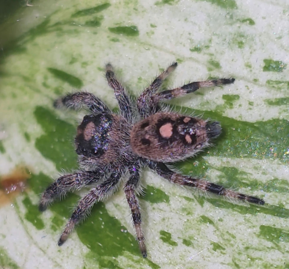 Thumbnail: Light/ Peach Regal Female Jumping Spider #BC20