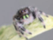 Light Phase Regal Male Jumping Spider i7 # GL21