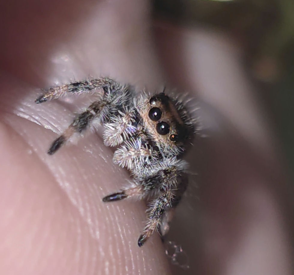 Thumbnail: Light/ Peach Regal Female Jumping Spider i6 #GL30
