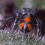 Thumbnail: Big Bend Audax Bryantae Female Jumping Spider i6 #V27