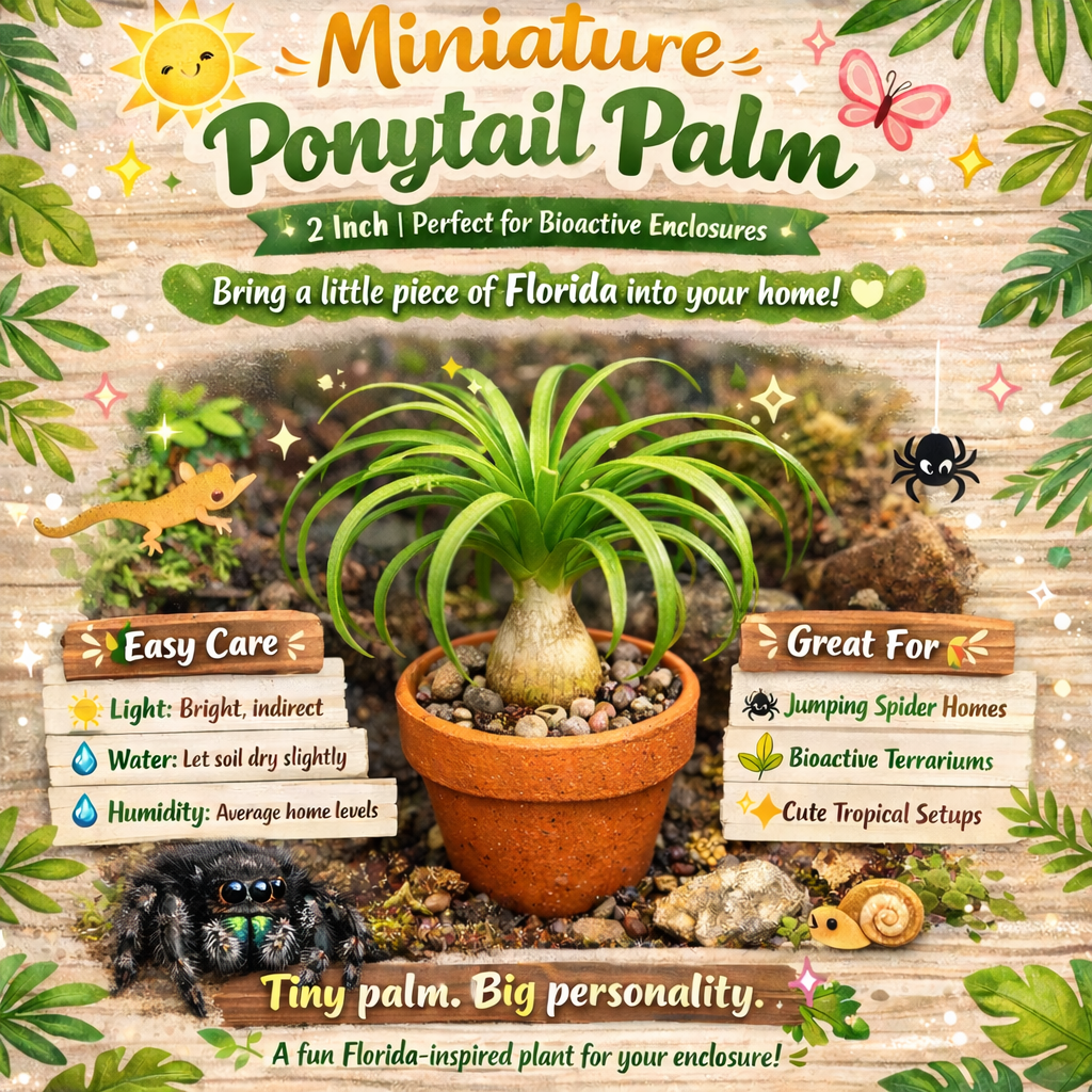  Miniature Bioactive Ponytail Palm Tree 2 inches